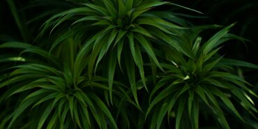 The Tribology of Plant-Based Natural Fibre Polymer Composites