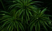The Tribology of Plant-Based Natural Fibre Polymer Composites