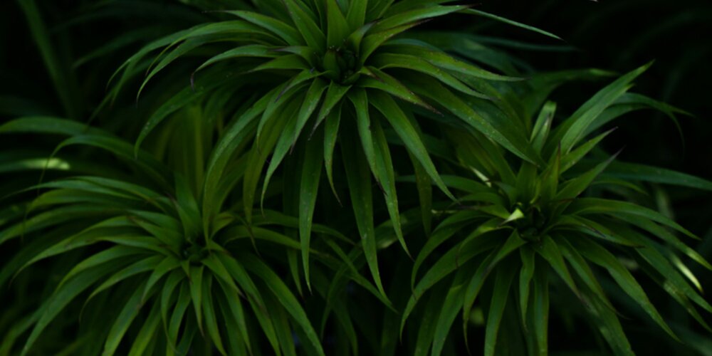 The Tribology of Plant-Based Natural Fibre Polymer Composites
